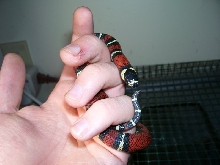 Lampropeltis triangulum gaigeae - 2007 hatchling