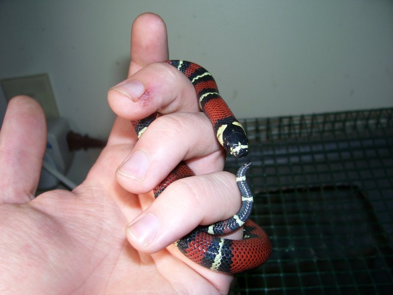 Lampropeltis triangulum gaigeae - 2007 hatchling