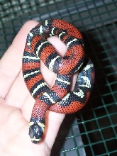 Lampropeltis triangulum gaigeae - 2007 hatchling