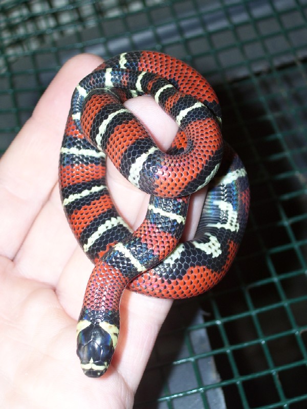 Lampropeltis triangulum gaigeae - 2007 hatchling