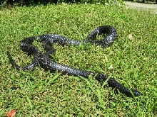 Lampropeltis triangulum gaigeae - Sonny