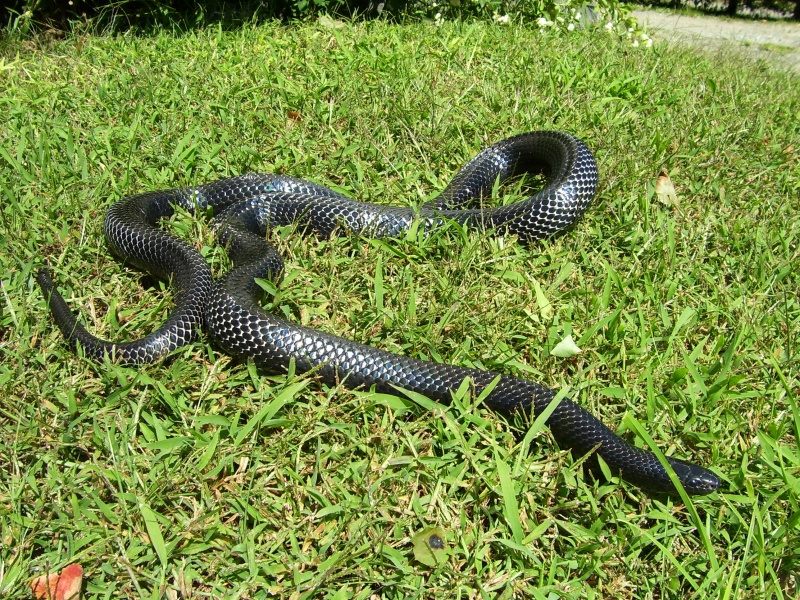 Lampropeltis triangulum gaigeae - Sonny