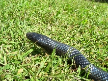 Lampropeltis triangulum gaigeae - Sonny