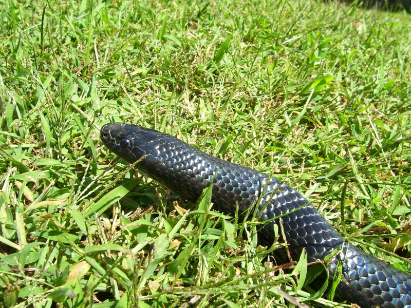 Lampropeltis triangulum gaigeae - Sonny