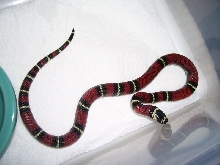Lampropeltis triangulum gaigeae - 2008 Hatchling