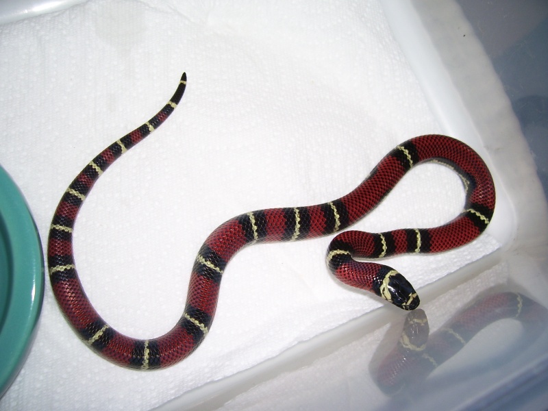 Lampropeltis triangulum gaigeae - 2008 Hatchling