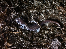 Ambystoma laterale - blue spotted salamander