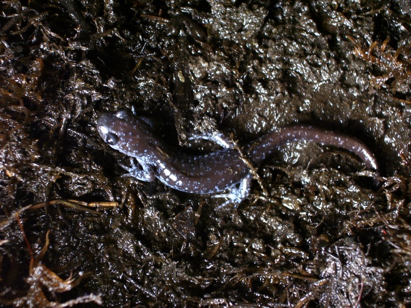 Ambystoma laterale - blue spotted salamander