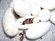 Lampropeltis triangulum gaigeae - 2009 Hatchling