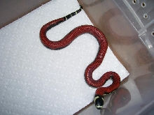 Lampropeltis triangulum gaigeae - Aberrant 2009 hatchling
