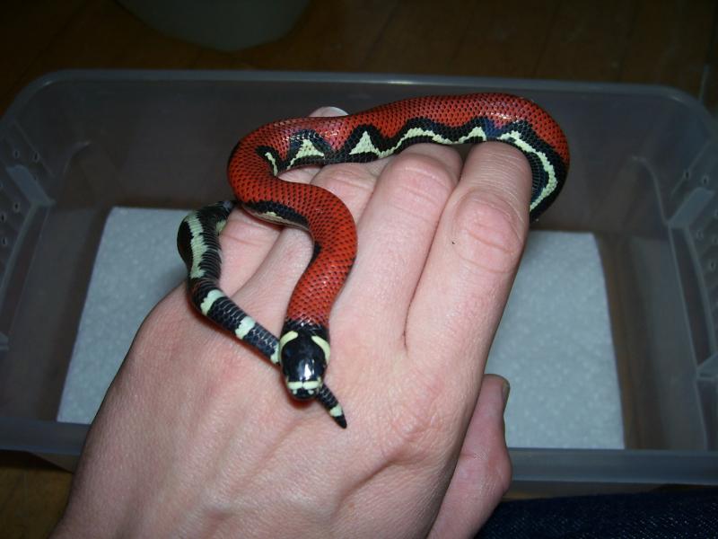 Lampropeltis triangulum gaigeae - Aberrant 2009 hatchling