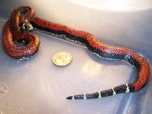 Lampropeltis triangulum gaigeae - Aberrant 2009 Hatchling
