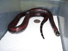 Lampropeltis triangulum gaigeae - Aberrant 2009 hatchling