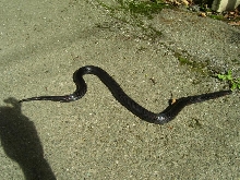 Lampropeltis triangulum gaigeae - Aberrant 2009 yearling