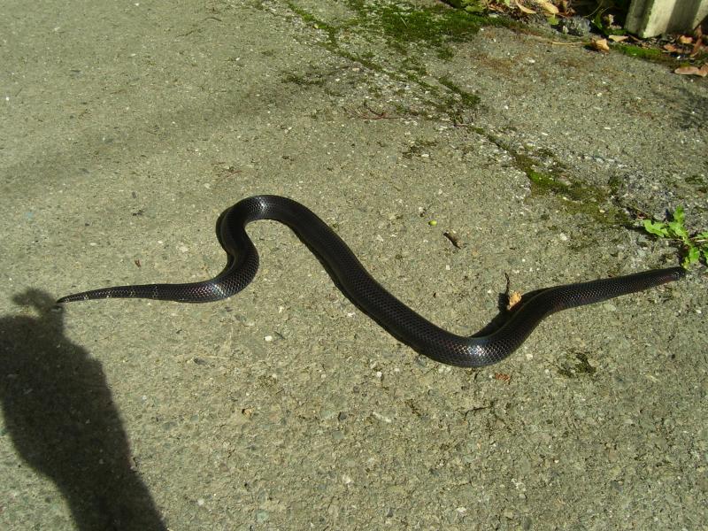 Lampropeltis triangulum gaigeae - Aberrant 2009 yearling