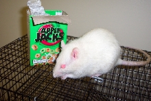 Rat