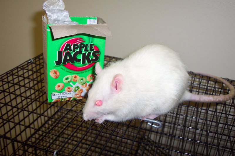 Rat