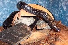 Lampropeltis triangulum gaigeae