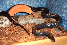 Lampropeltis triangulum gaigeae