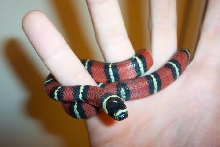 Lampropeltis triangulum gaigeae - hatchling