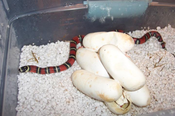 Lampropeltis triangulum gaigeae - hatchling and eggs