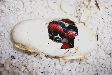 Lampropeltis triangulum gaigeae - hatchling in egg