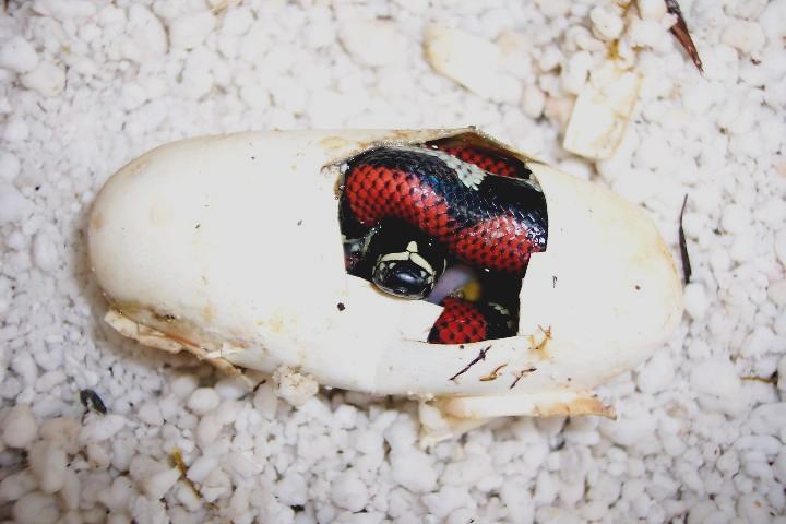 Lampropeltis triangulum gaigeae - hatchling in egg
