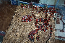 Lampropeltis triangulum gaigeae - hatchlings