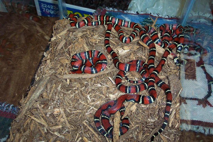 Lampropeltis triangulum gaigeae - hatchlings