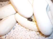 Lampropeltis triangulum gaigeae - 2006 hatchling