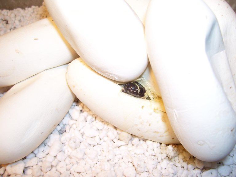 Lampropeltis triangulum gaigeae - 2006 hatchling