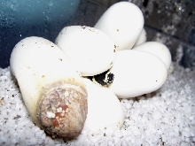 Lampropeltis triangulum gaigeae - 2008 Hatchling