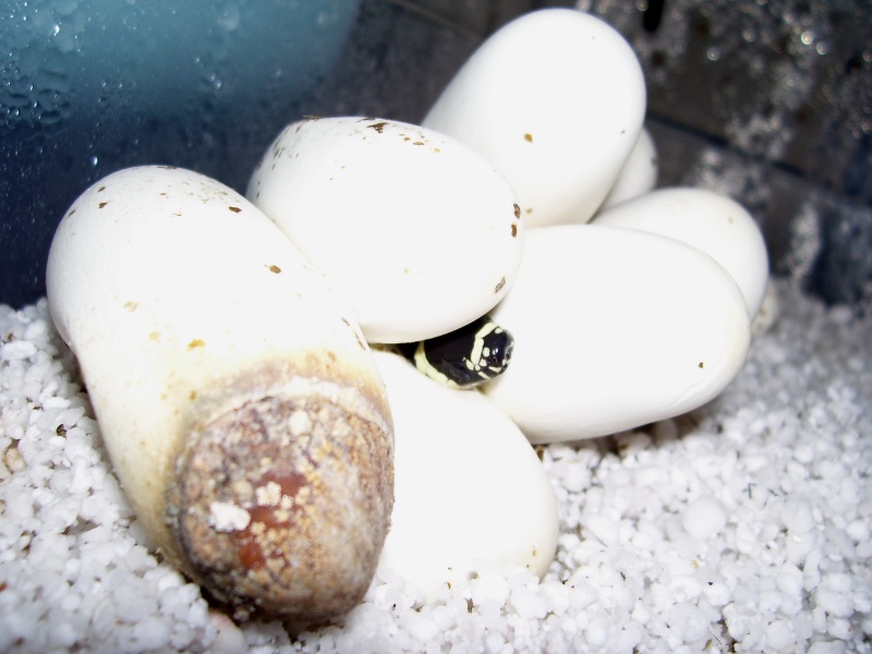 Lampropeltis triangulum gaigeae - 2008 Hatchling