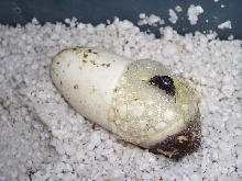 Lampropeltis triangulum gaigeae - 2008 Hatchling