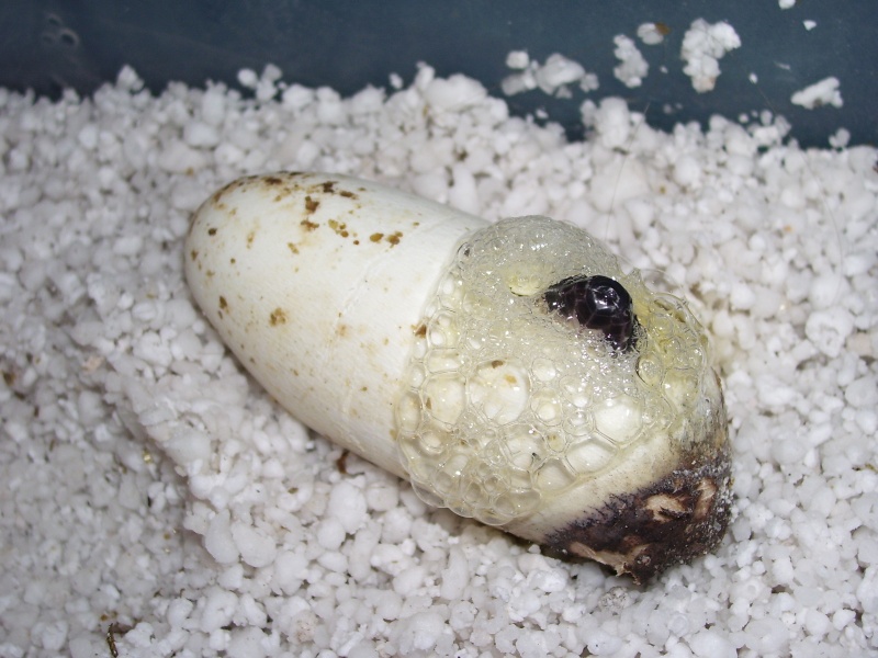 Lampropeltis triangulum gaigeae - 2008 Hatchling