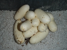 Lampropeltis triangulum gaigeae - 2009 Clutch