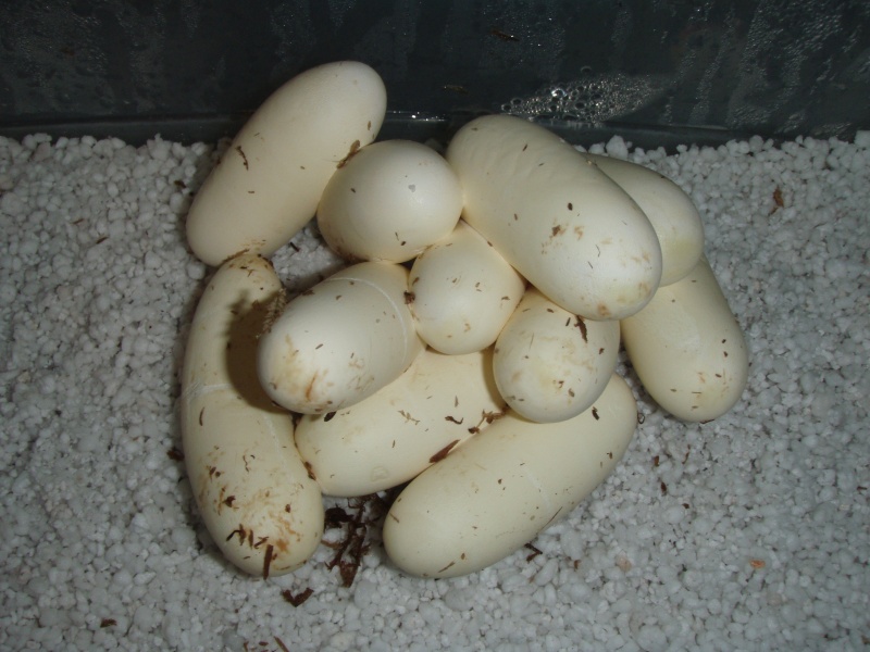 Lampropeltis triangulum gaigeae - 2009 Clutch