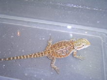 jj - leucistic x snow - sandfire