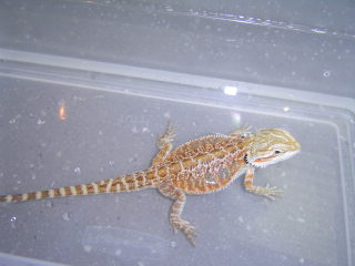 jj - leucistic x snow - sandfire