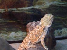 our new baby J.J