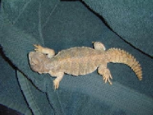uromastyx