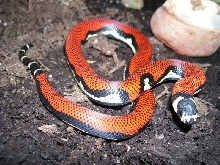 Lampropeltis triangulum gaigeae - Aberrant 2009 hatchling