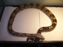 Boa constrictor