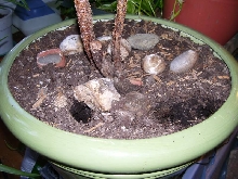Lampropeltis triangulum gaigeae - Burrow