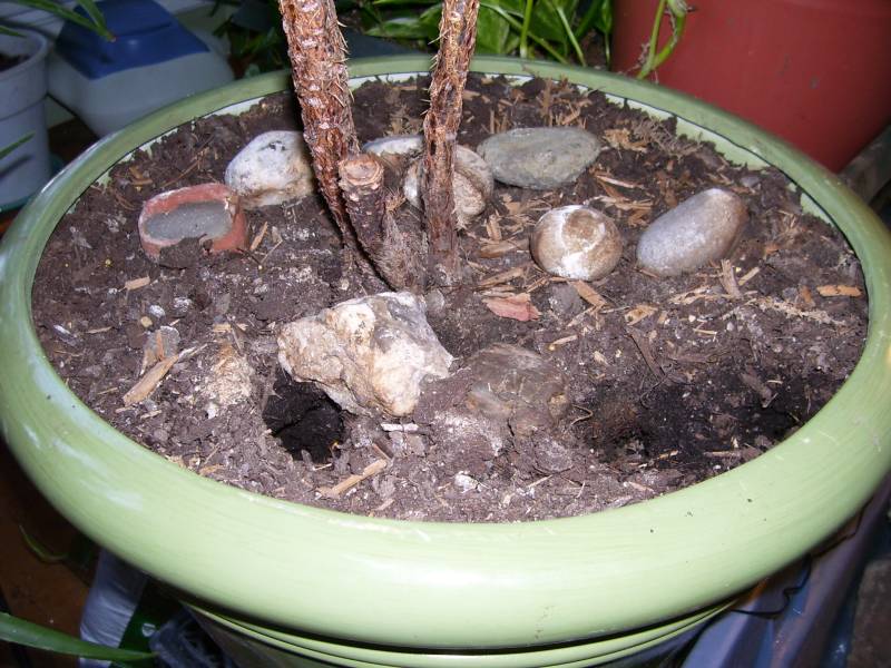 Lampropeltis triangulum gaigeae - Burrow