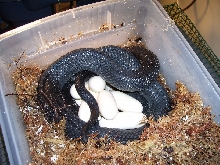 Lampropeltis triangulum gaigeae - 2006 clutch