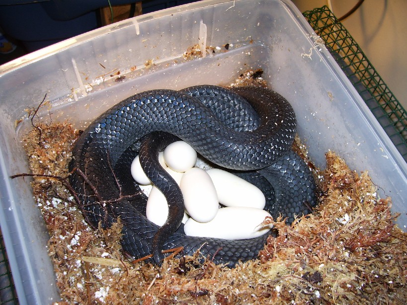 Lampropeltis triangulum gaigeae - 2006 clutch