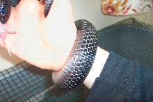Lampropeltis triangulum gaigeae