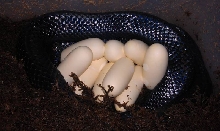 Lampropeltis triangulum gaigeae - Cher with 2011 Clutch