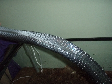 Lampropeltis triangulum gaigeae - Cher after laying eggs